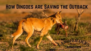 How Dingoes are Saving the Outback [upl. by Mihcaoj]