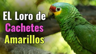 Loro Cachetes Amarillos Un ave en gran peligro RedLored Parrot [upl. by Lothair]