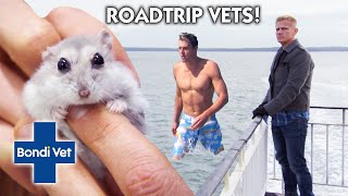 Best of Bondi Vet Road Trips  Compilation  Bondi Vet 🚘 ✈️ 🏝 [upl. by Belsky]