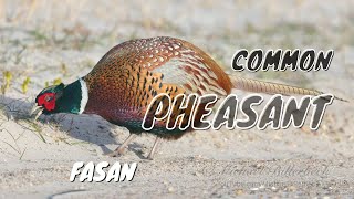 Common Pheasant Phasianus colchicus ♂  Fasan 7 [upl. by Swayne656]