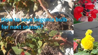 How do I save begonias for next year  storing begonia bulbs for winter  begonia tubers [upl. by Sigmund]