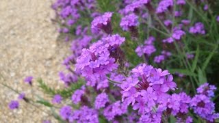 Why you should grow Verbena rigida [upl. by Lieberman]