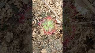 INSECT EATING CARNIVOROUS PLANTDrosera brevifolia Droseraceae family nature trending garden [upl. by Ancell]