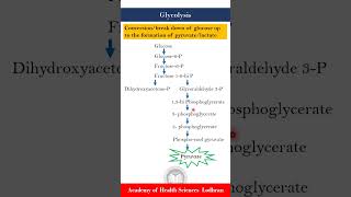 Glycolysis Carbohydrate metabolism [upl. by Nyleve278]