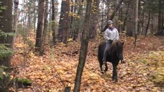 For sale Icelandic gelding Biskup fra Clear Lake video taken October 2009 [upl. by Herrmann]