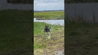 Oskar attacks water from a sprinkler [upl. by Kosse24]