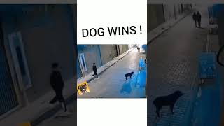 Ace dog  not a touch gain97 funny shortsfeed youtubeshorts dogs doglover [upl. by Reppart]