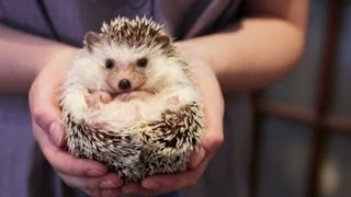 OWNING A PET HEDGEHOG FACTS  UPDATED [upl. by Josepha]