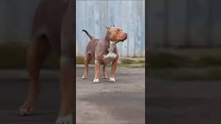 New pitbull dog WhatsApp status shorts trending pitbull [upl. by Aniehs740]