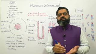 Structure of chromosomes Urdu Hindi medium profmasoodfuzail Morphology of Chromosome [upl. by Aisat]