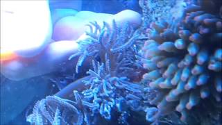 How To Remove Anthelia from rock in your Marine Aquarium [upl. by Yentrac]