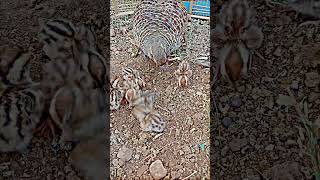 Grey francolin birds [upl. by Refennej529]