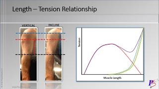 Length  Tension Relationship Video 26  PhysioStasis [upl. by Amahs]