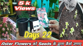 How to grow aster flower plant from seeds  aster flower plant care  winter best flowering plant [upl. by Dianuj383]