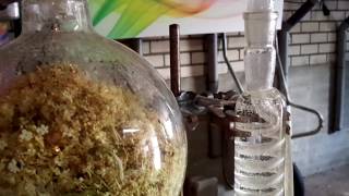 Vlierbloesemhydrolaat destilleren  distilling hydrosol of elderflowerblossom [upl. by Kihtrak2]