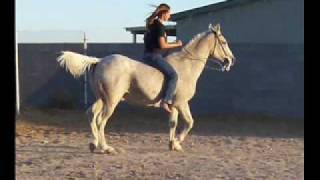 My Arabian Gelding Sam [upl. by Dowski]