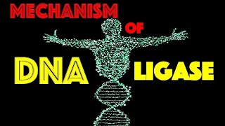 MechanismDNA Ligase [upl. by Joice]