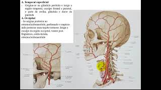 VÍDEO AULA DE ARTÉRIAS DA CABEÇA [upl. by Hairahcaz]