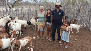 VEJA CRIAÇÃO DE BODES NO SERTÃO NORDESTINO UMA PALESTRA COM O AGRICULTOR GURITIBA E DONA ISABEL [upl. by Mercedes]