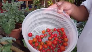 Harvesting My Sweetie TomatoesTake A Look [upl. by Veron59]