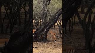 Graceful Gazelles Spotted Roaming in Mauritius [upl. by Elocim]