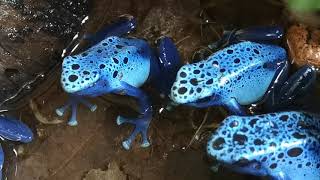 Azureus Dartfrogs male calling [upl. by Nrol]