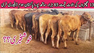 Big News Calf Farming Low investment Business Sahiwal Bachra Farming in Pakistan [upl. by Koch145]