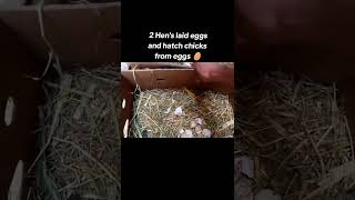 2 hens laid eggs 🥵and hatch chicks from eegs 🥵 Roster Aseel murga 🥰 [upl. by Refinaj]