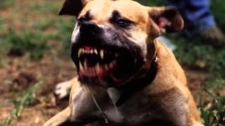 Bad Dog Barking  Ringtone MP3 [upl. by Oderfliw284]