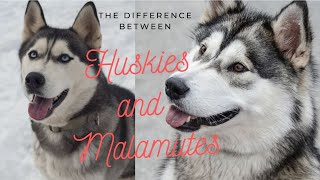 Difference Between Siberian husky and Alaskan Malamute [upl. by Atilrac938]