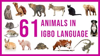 Igbo Vocabulary  61 Animals in Igbo Language  Learn Igbo [upl. by Joya666]