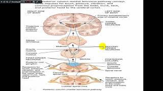 Mechanism of Touch Temperature amp Pain [upl. by Roath]