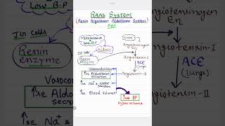 Renin Angiotensin Aldosterone System  RAAS Mechanism   High Blood Pressure [upl. by Denn]