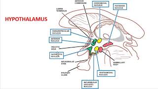 Concept of neurosecretion [upl. by Stormy]