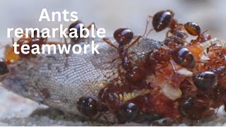 Amazing CloseUp Footage of Ants Remarkable Teamwork Video 2 [upl. by Koziarz]