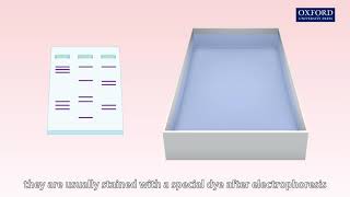 Animation 272 Gel electrophoresis [upl. by Ymassej246]