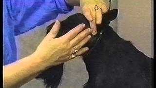 Grooming the Scottie Head  Charthill Scottish Terrier Grooming Tutorial mp4 [upl. by Shanly198]