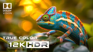 Real 12k HDR Dolby Vision [upl. by Orr51]