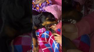 Aggressive Rottweiler attacking and growling rottweiler aggressive growling dog attack [upl. by Rodmur971]