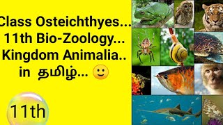 Class Osteichthyes 11th BioZoology Kingdom Animalia🐵🐔🐶🐷 in tamil [upl. by Nosyerg]