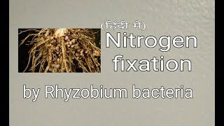 Nitrogen fixation rhyzobium bacteria in hindi [upl. by Airtap331]