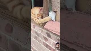 cat amp mouse funny video 😂😂 shorts funny viralvideo [upl. by Neelram656]