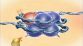 Chromatin Histones and Modifications Rate My Science [upl. by Etterrag]