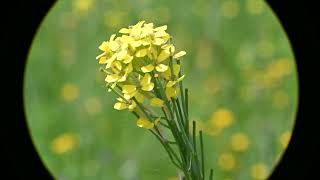 Erysimum inconspicuum Smallflowered Wallflower [upl. by Eniamsaj]