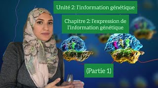 Unité 2chapitre 2l’expression de l’information génétiquegène allèlemutation Partie 1 [upl. by Desdamonna68]