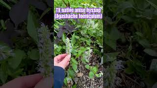 Bees love this TX native Anise hyssop Agastache foeniculum 🐝 butterflygarden nativetexasplants [upl. by Weinman949]