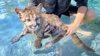 BABY MOUNTAIN LION LEARNS HOW TO SWIM [upl. by Sverre925]