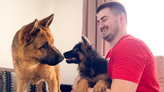 German Shepherd Meets German Shepherd Puppy for the First Time [upl. by Teirrah31]