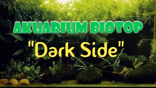 BIOTOP AQUARIUM TEMA quotDARK SIDEquotAQUASIK [upl. by Jahdai97]