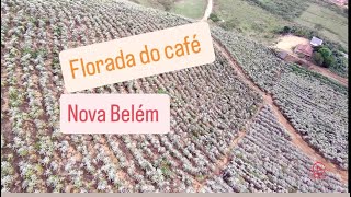 florada do café Nova Belém MG [upl. by Melnick]